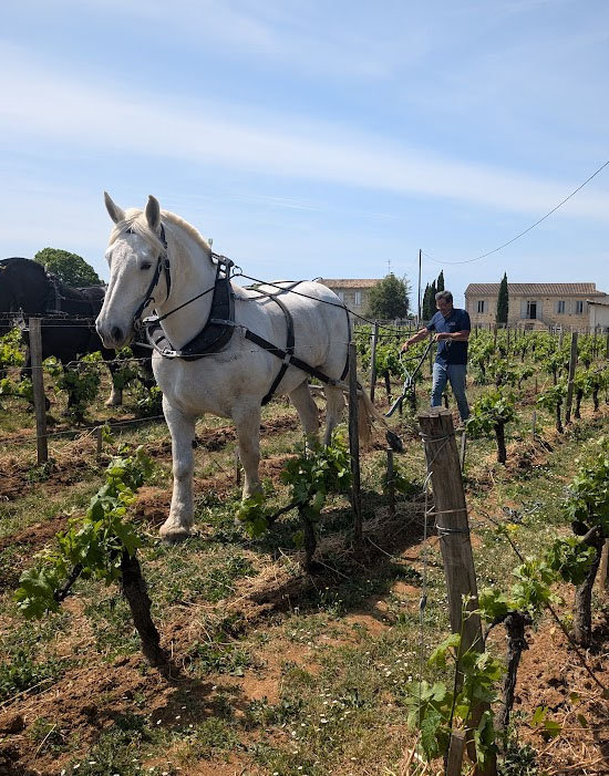 Шато Beauregard, Pomerol